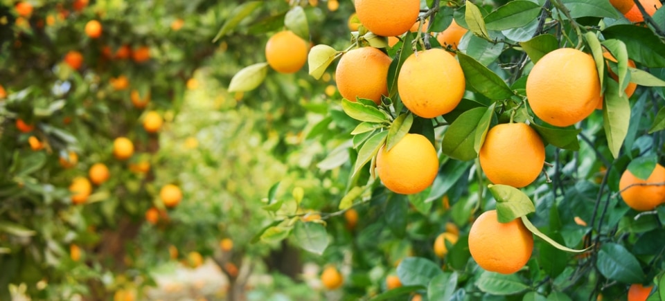 "אין בארץ עץ הדר שהוא לא מורכב". עץ תפוזים מתוך אוסף של Shutterstok
