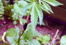 צילום מתוך פורום בשלני הבירות "HomeBrewTalk" המציג הרכבה של צמח קנאביס על ענף של כשות (צילום: "nagmay")