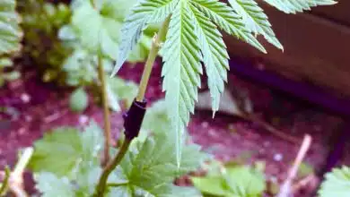 צילום מתוך פורום בשלני הבירות "HomeBrewTalk" המציג הרכבה של צמח קנאביס על ענף של כשות (צילום: "nagmay")