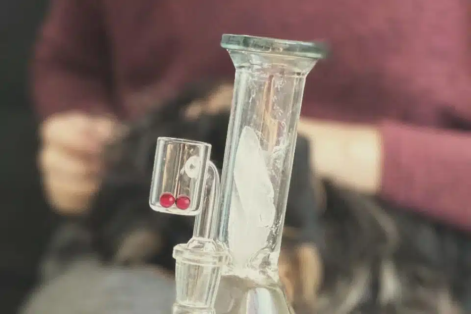 פניני טרפנים (תמונה: Royal Queen Seeds)