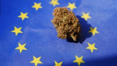 פרח קנאביס על רקע דגל אירופה