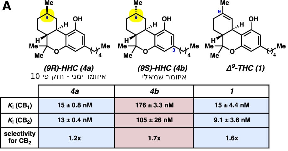 השוואה בין שני האיזומרים השונים של HHC, הימני והשמאלי, ועוצמת הקשירה שלהם לרצפטורים הקנבינואידים בהשוואה ל-THC (מקור: ACS Chem. Biol., 2023)