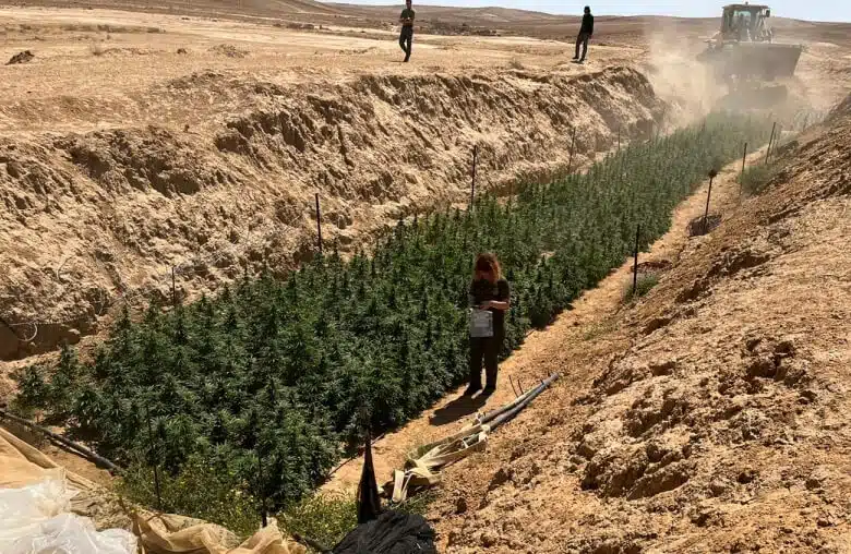 שוטרים משמידים שדה קנאביס מוסווה בנגב בשנה שעברה, אחד מתוך 768 שדות הקנאביס שנתפסו בנגב והושמדו במהלך שנת 2022 לבדה, והאלפים הרבים שנתפסו בשנים האחרונות