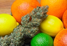פרח קנאביס על רקע פירות הדר תפוז, לימון וליים