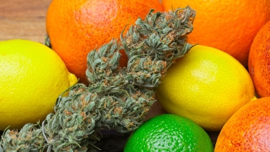 פרח קנאביס על רקע פירות הדר תפוז, לימון וליים
