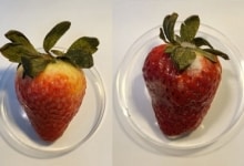 תות שצופה ב-CBD (משמאל) ותות שלא צופה ב-CBD (מימין), אחרי 15 ימים במקרר (Applied Materials & Interfaces, 2023)