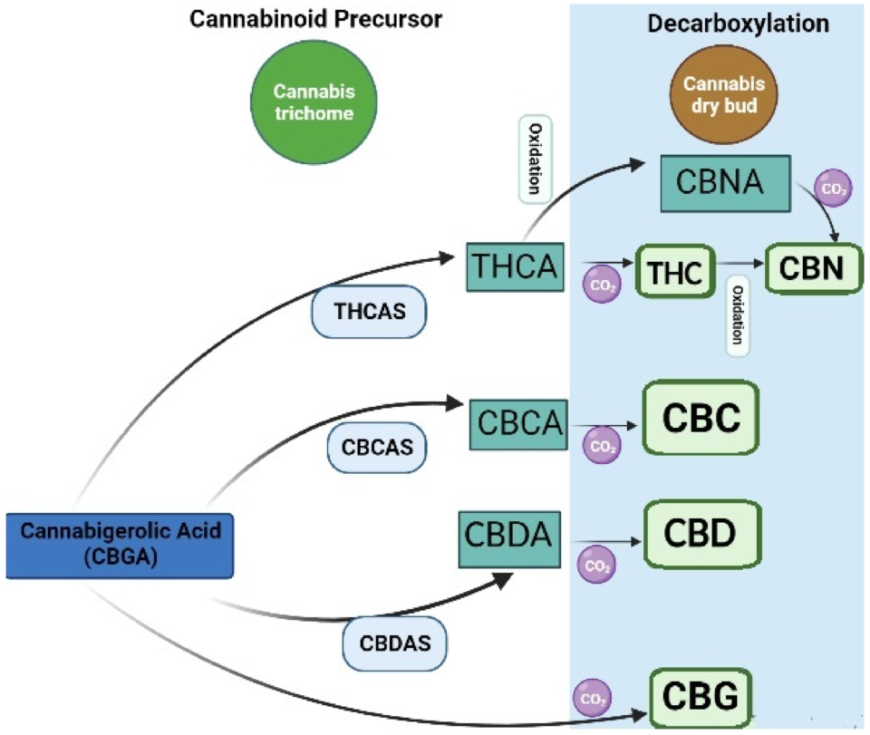 מסלול הייצור של THC בצמח הקנאביס (מקור: Molecules, 2022)