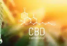 מה זה בדיוק סיבידי CBD – המדריך המלא לקנאבינואיד הלא-ממסטל