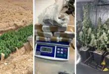 שיא של כל הזמנים בתפיסות קנאביס על ידי משטרת ישראל