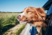 כלב מציץ מחלון רכב נוסע