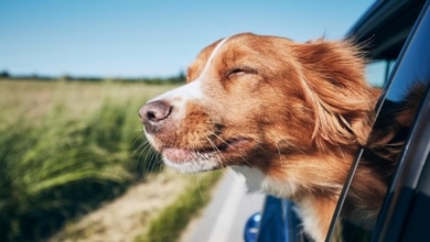 כלב מציץ מחלון רכב נוסע