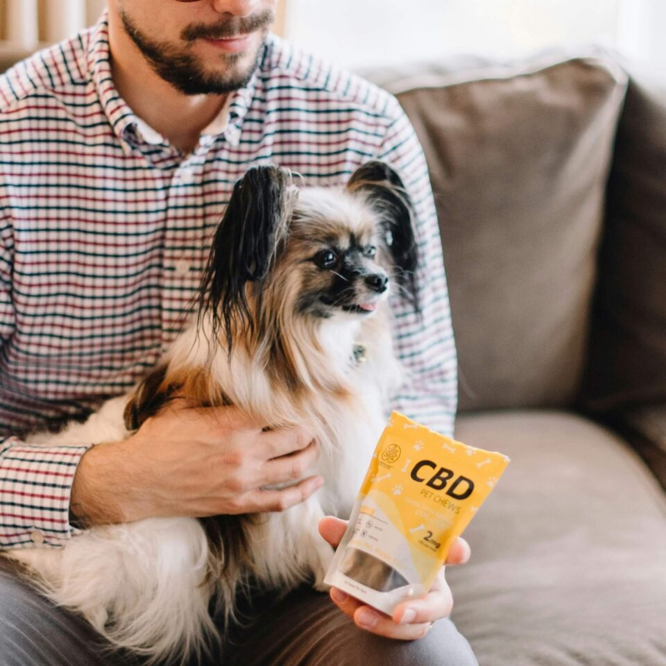 כלב מקבל חטיפי CBD (תמונה באדיבות Sohini)