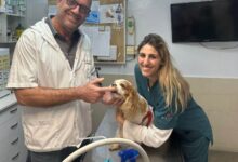 קנאביס לבעלי חיים? הווטרינר הישראלי שמטפל בכלבים וחתולים באמצעות שמן CBD טהור